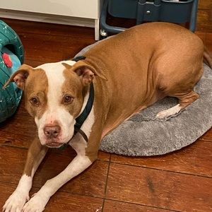 Meet your Posher, Peter